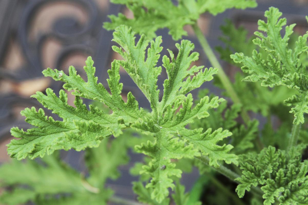 Grow Citronella: Garden Pest Repellent & More