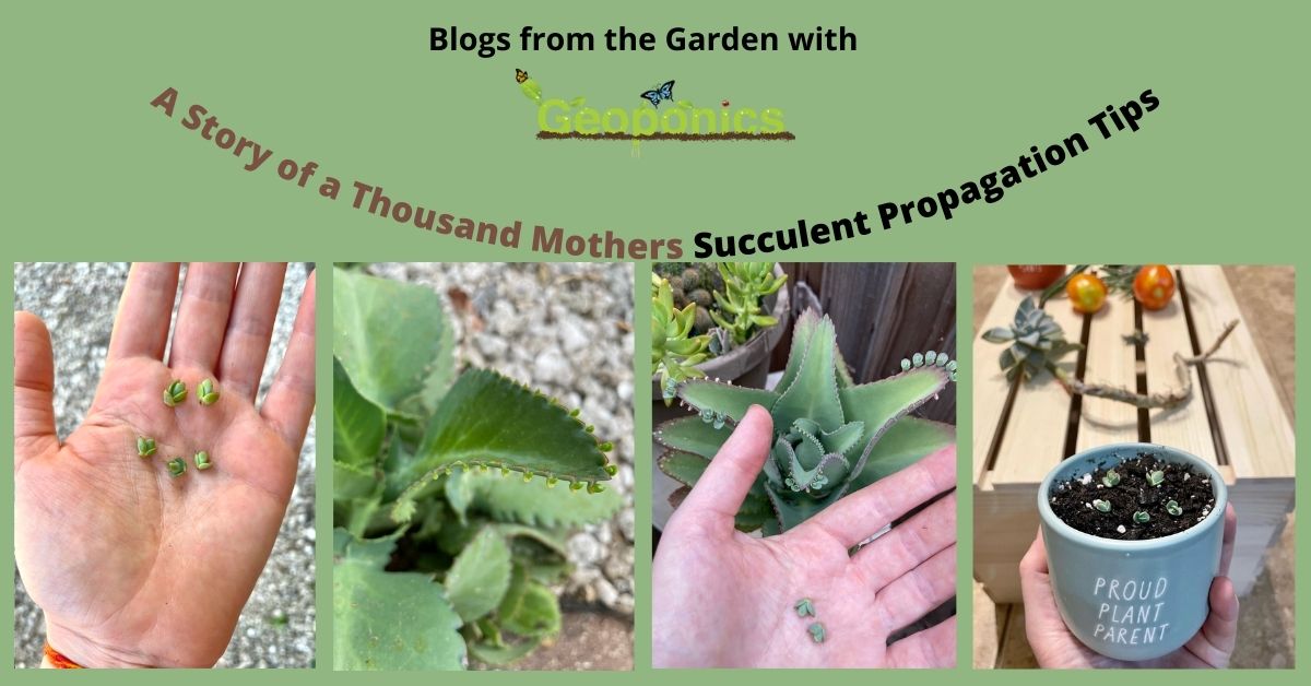 Expert Advice on Propagating Mother of Thousands for a Thriving Garden