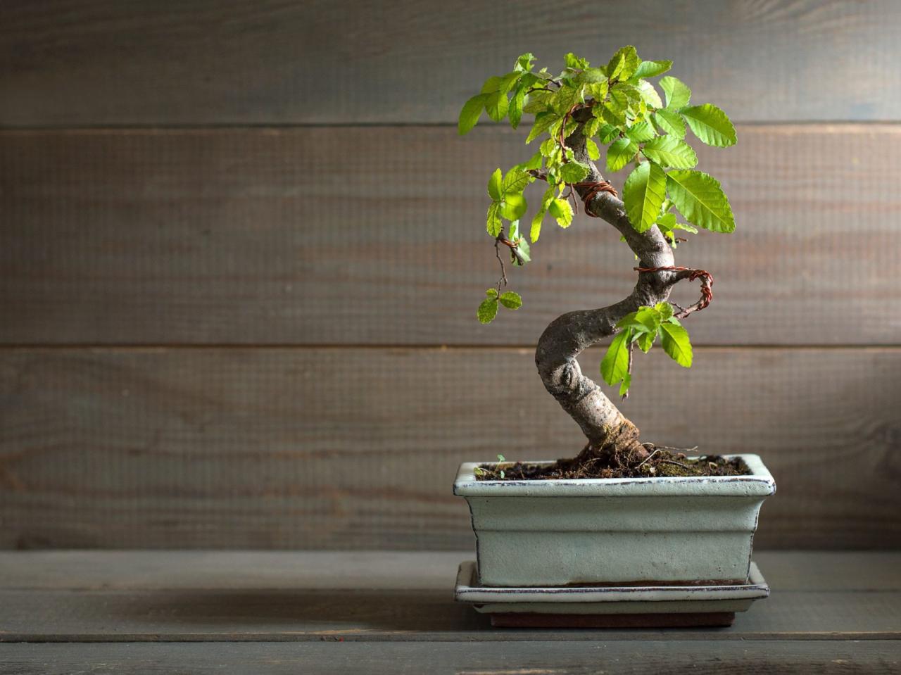 How To Care For A Bonsai Tree: Best Practices