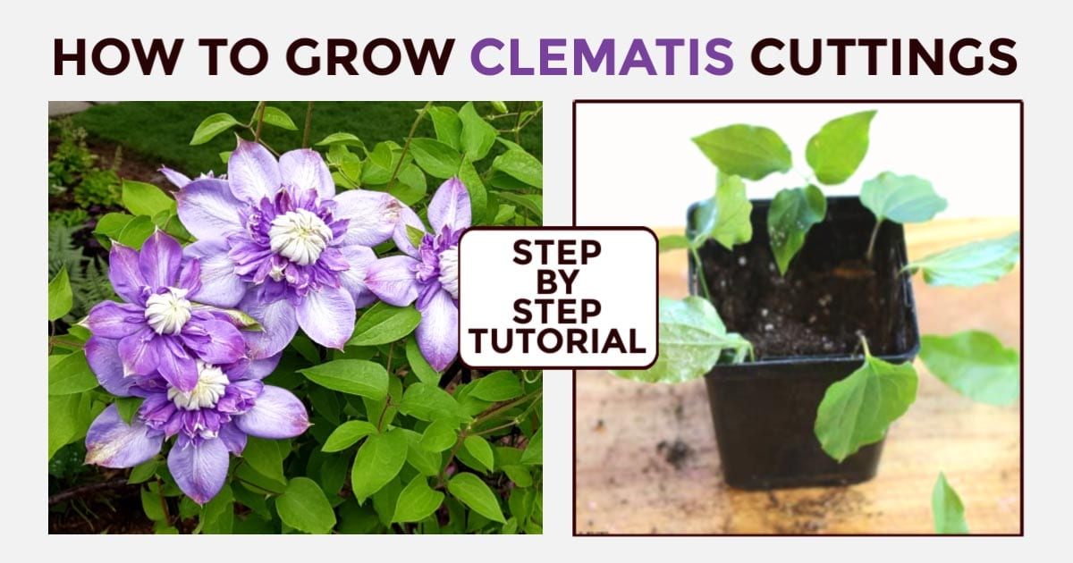 The Best Techniques for Growing a Lush Clematis Garden from Cuttings