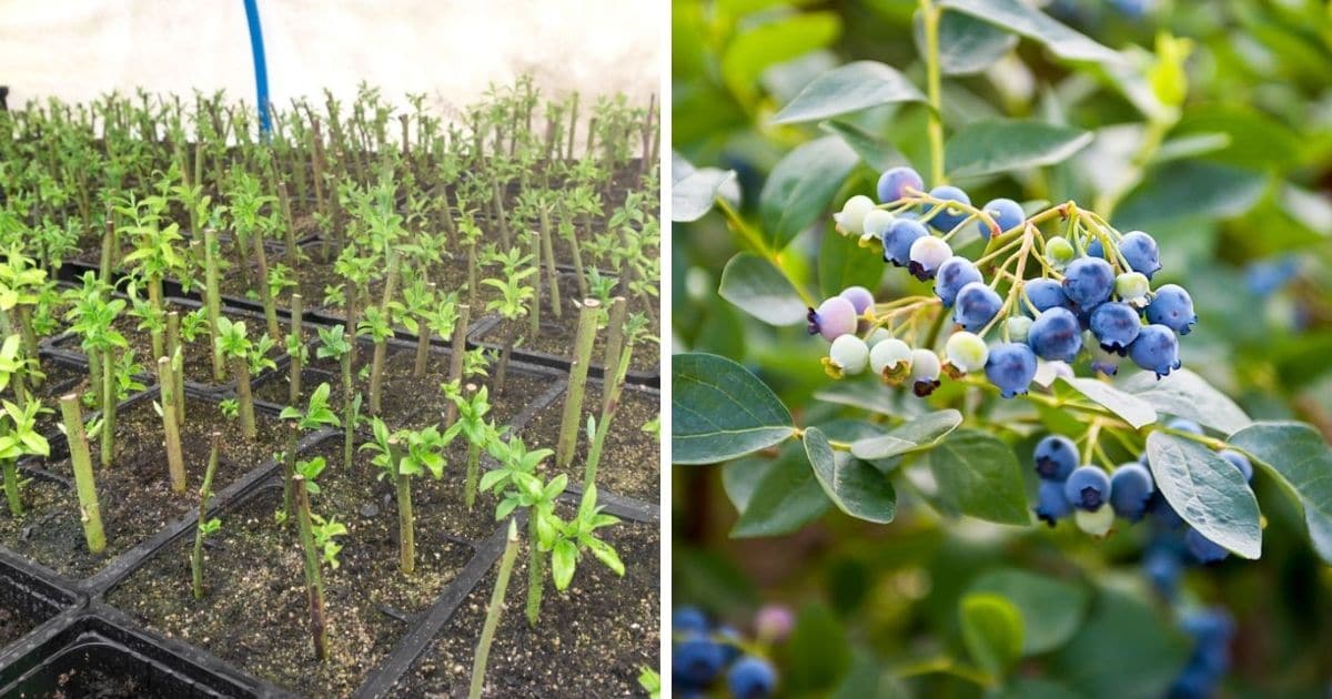 The Ultimate Blueberry Bush Propagation Techniques for Gardeners