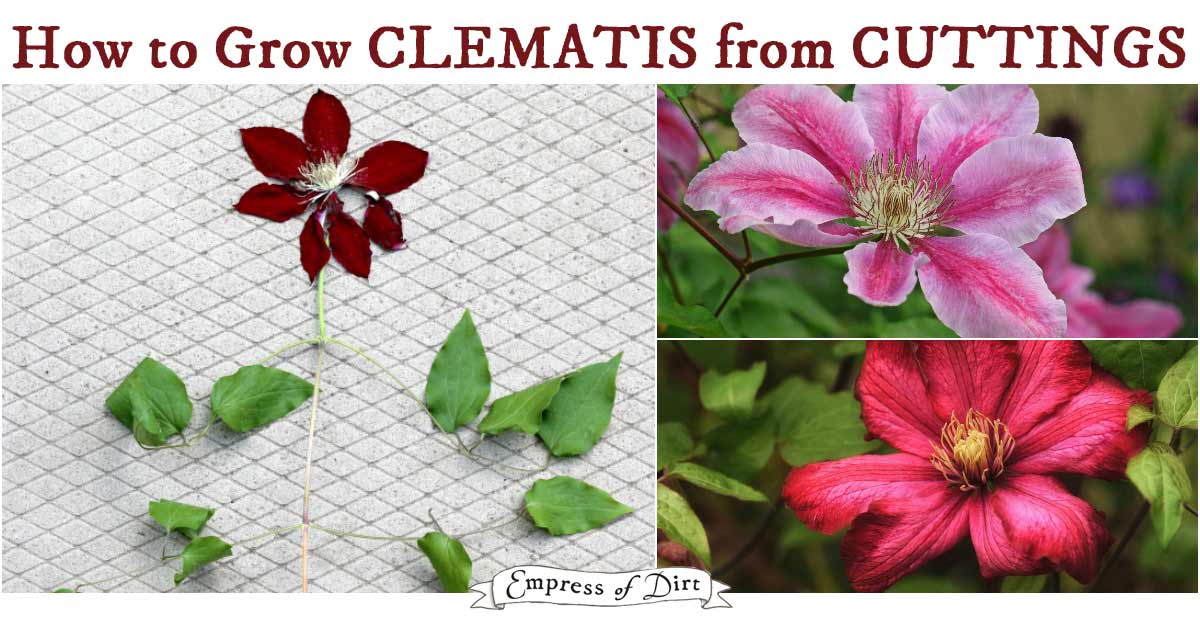 Clematis cuttings grow