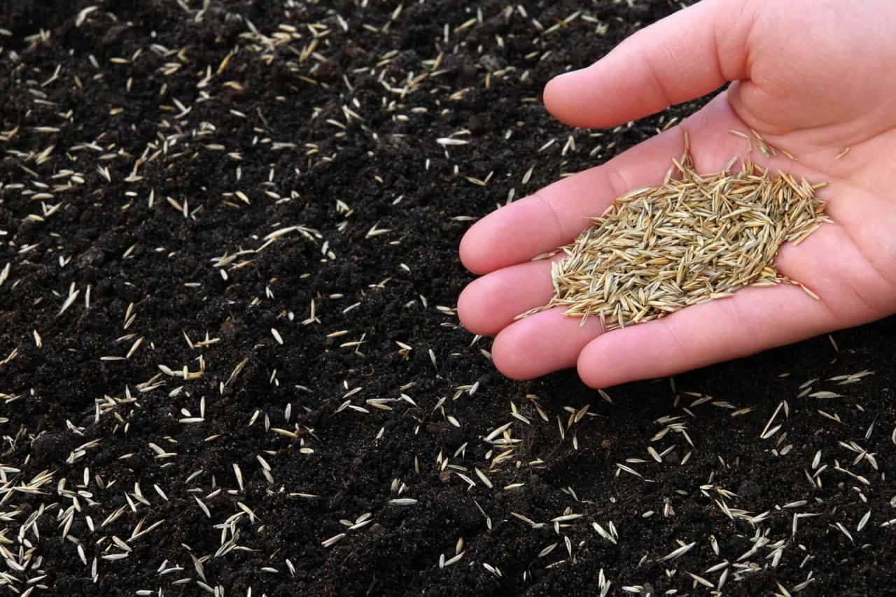 How to Achieve a Lush Lawn by Sowing Grass Seed at the Right Time