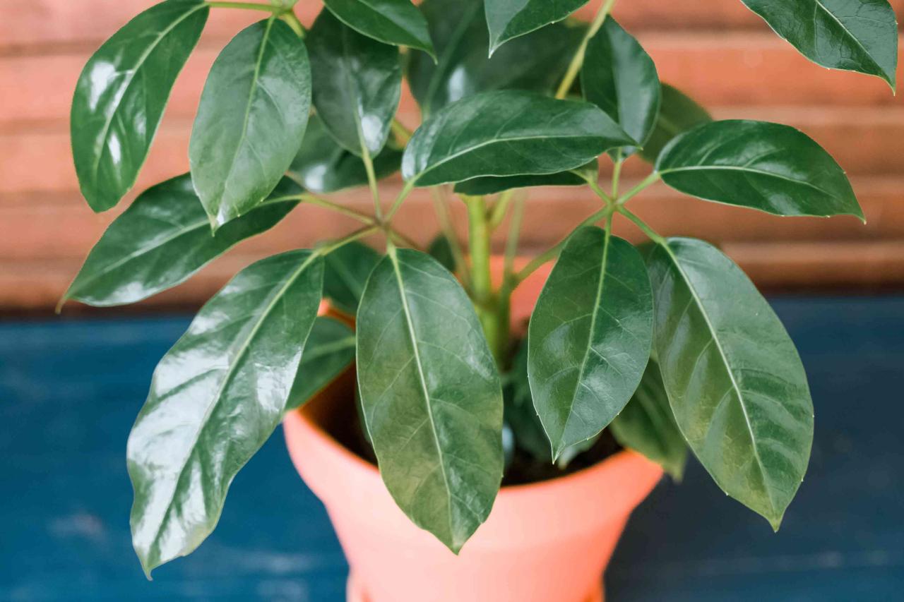 How to Expand Your Schefflera Garden with These Effective Methods