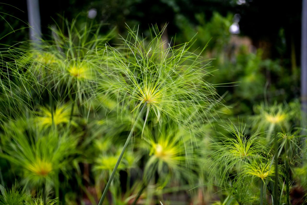 How to Maintain a Lush and Thriving Papyrus Plant: Tips for Garden Success