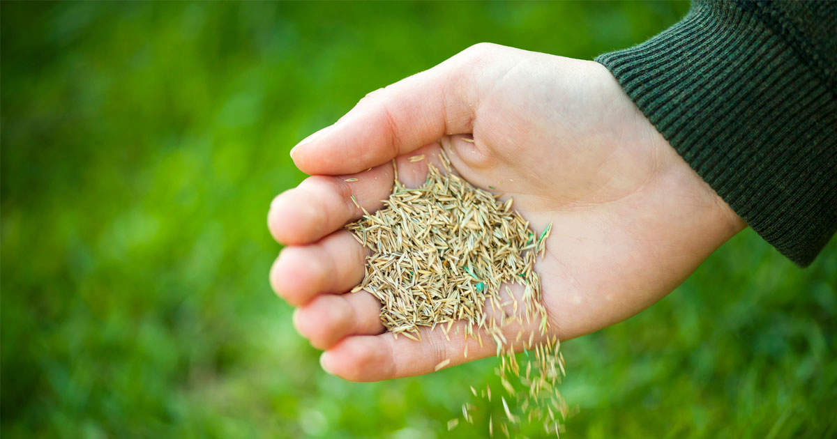 Unlock the Secrets to Sowing Grass Seed in the UK at the Perfect Time!