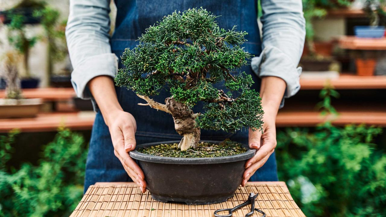 How To Care For A Bonsai Tree: Best Practices