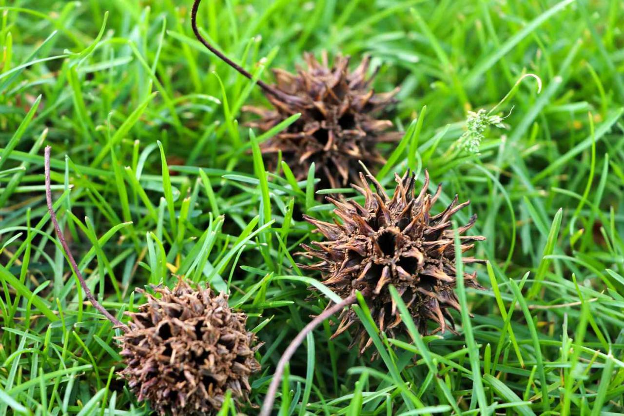 Why Spiky Seeds Are a Gardener’s Best Friend