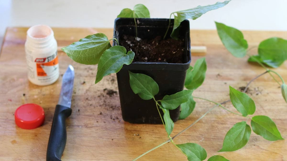 The Best Techniques for Growing a Lush Clematis Garden from Cuttings