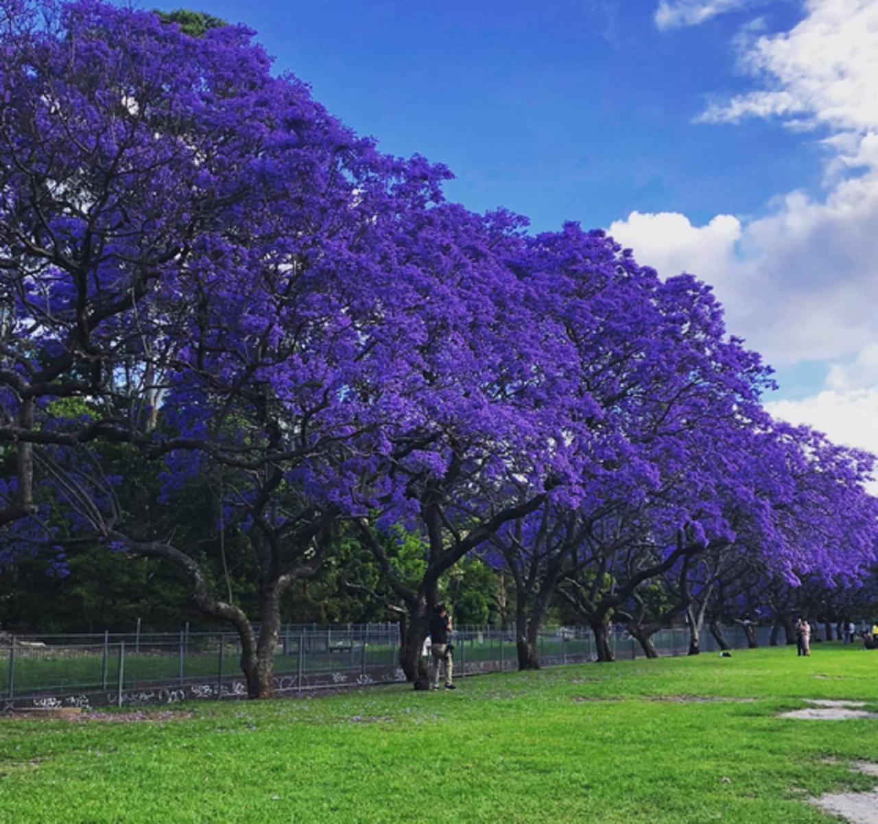 The Ultimate Guide to Jacaranda Tree: Tips for Growing and Using This Stunning Tree