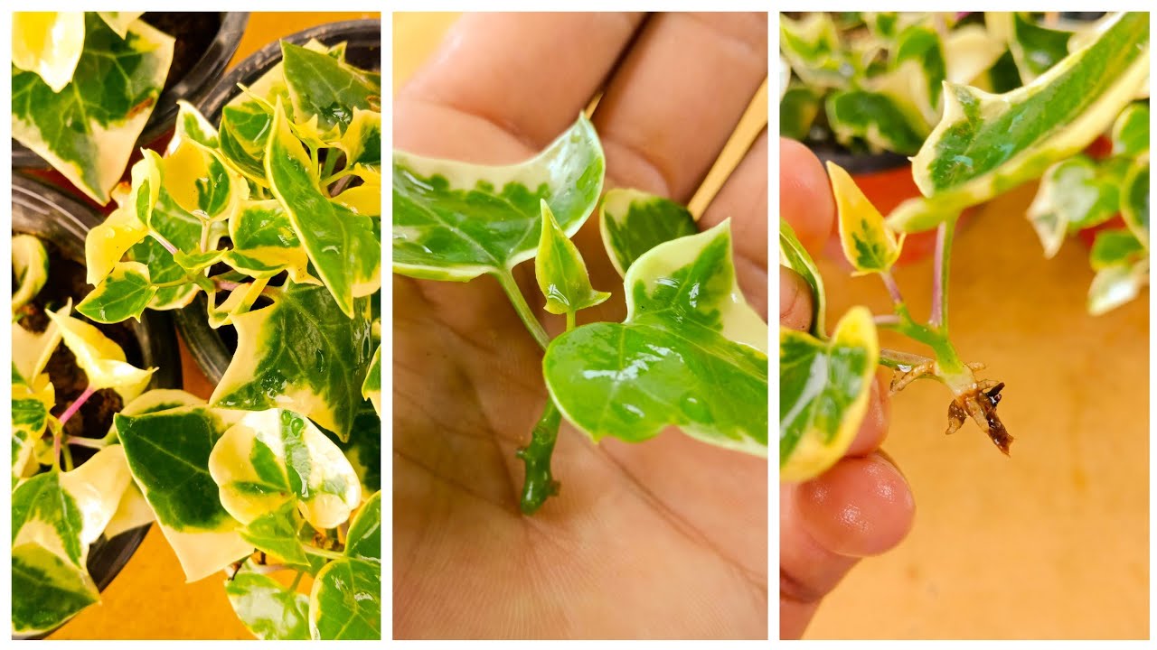 How to Propagate Ivy Successfully: A Green Thumb’s Ultimate Guide