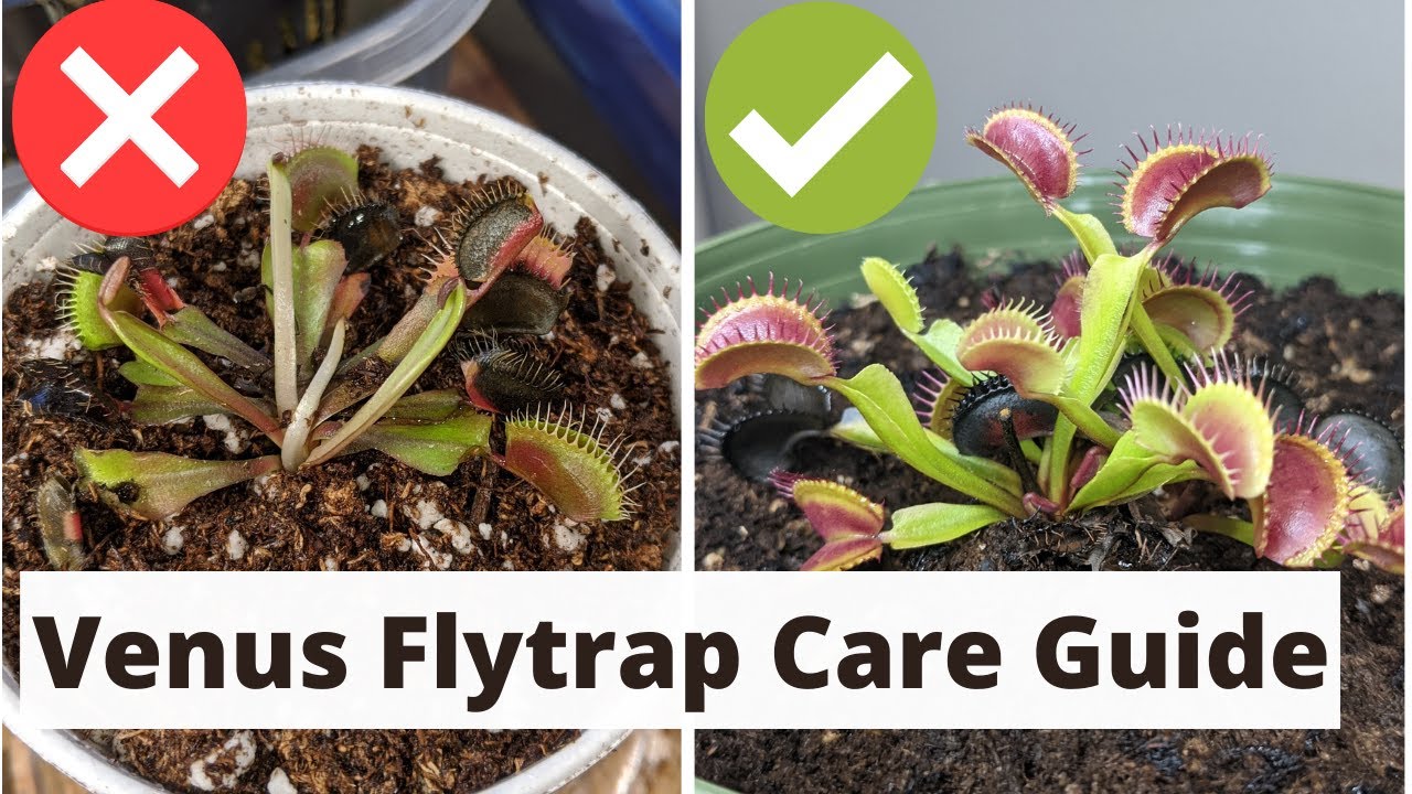 The Ultimate Guide to Venus Fly Trap Propagation for All Levels