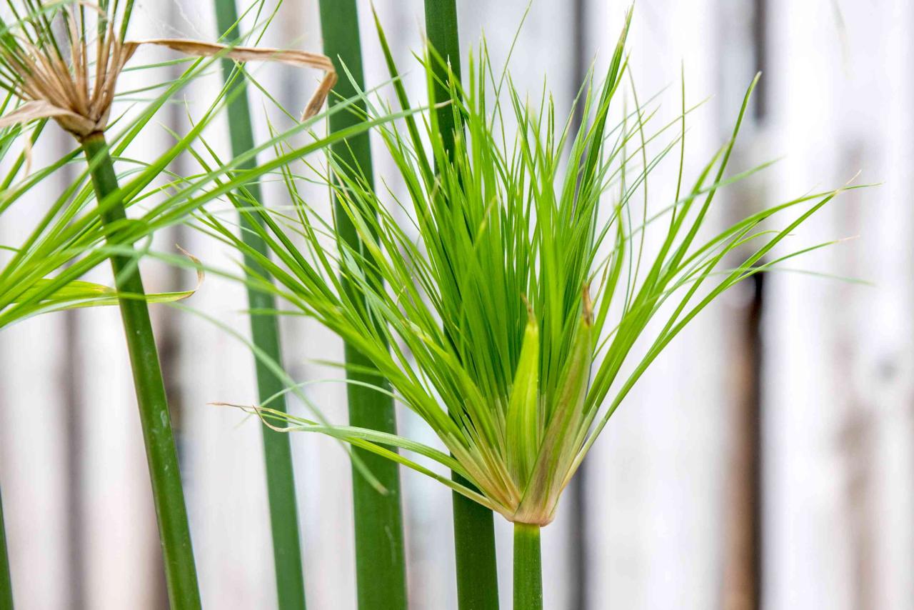 How to Maintain a Lush and Thriving Papyrus Plant: Tips for Garden Success