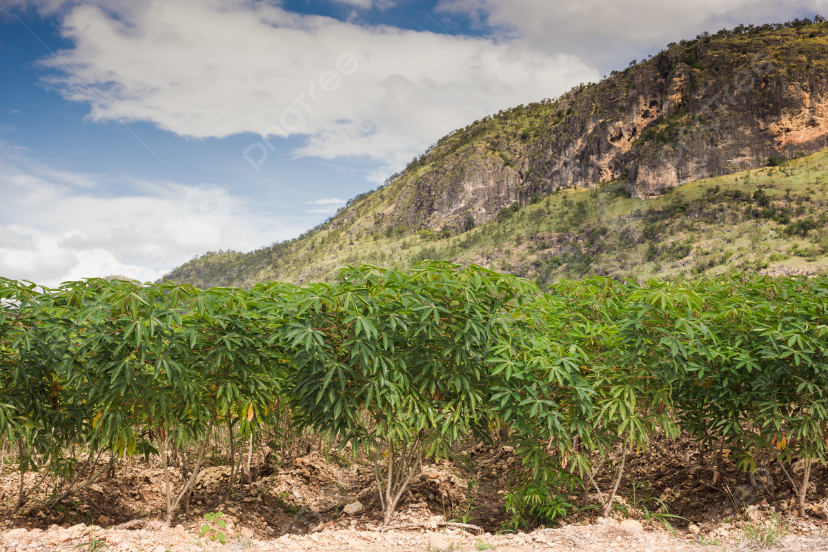 How to Achieve a Thriving Cassava Leaf Crop: Essential Tips for Successful Growth