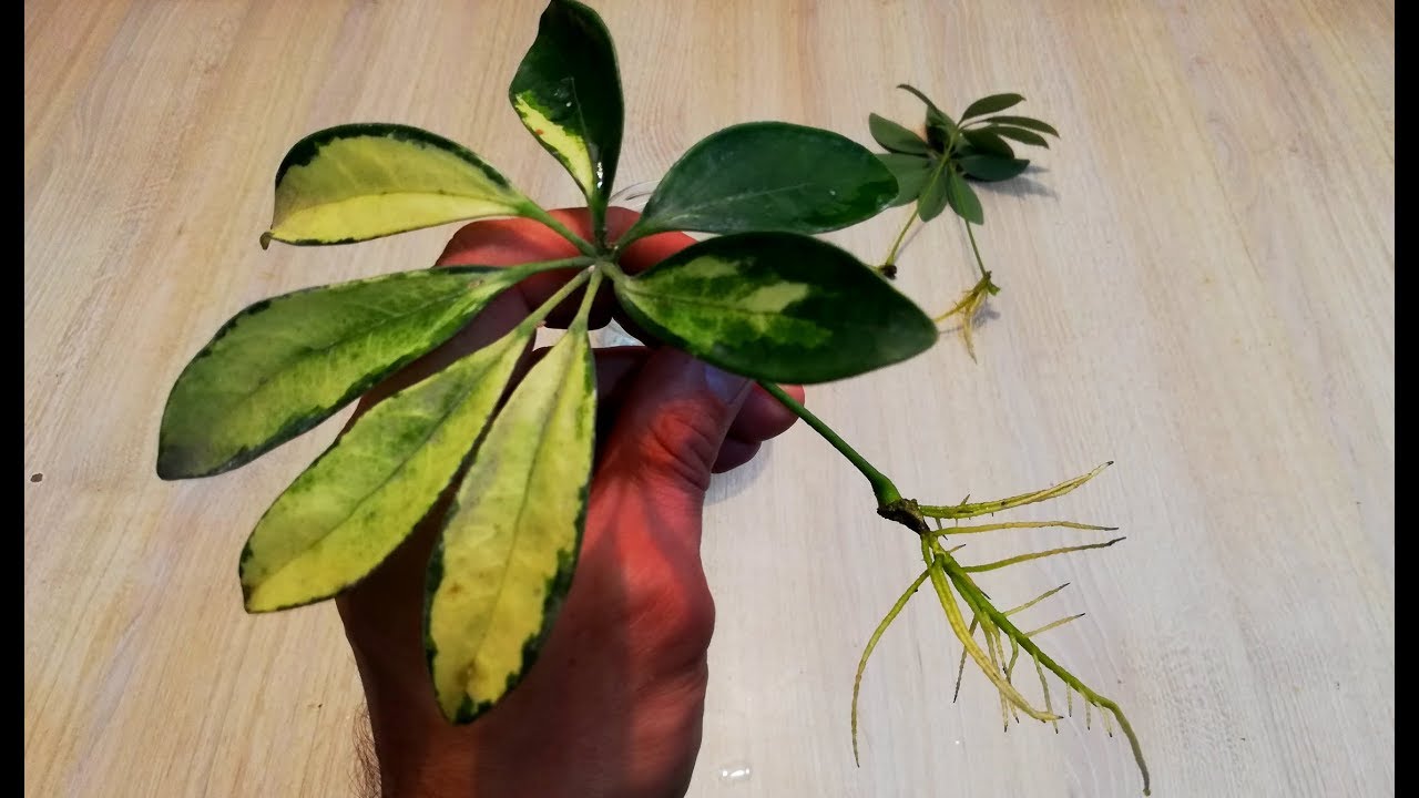 How to Expand Your Schefflera Garden with These Effective Methods